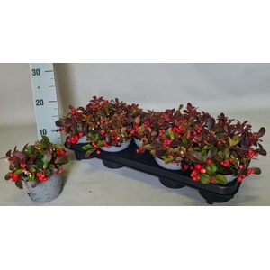 GAULTH PROCUMBENS