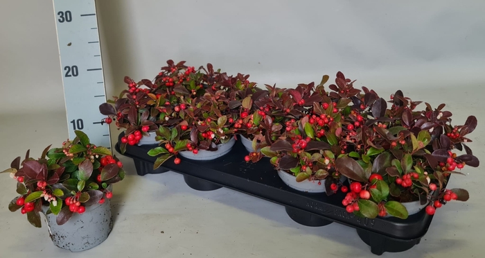 <h4>GAULTH PROCUMBENS</h4>