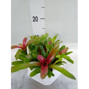 Nidularium  'Fire Ball'