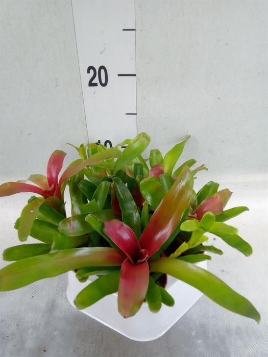 <h4>Nidularium  'Fire Ball'</h4>