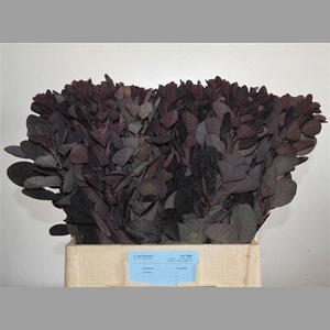 Coti C Royal Purple
