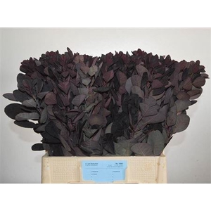 Coti C Royal Purple
