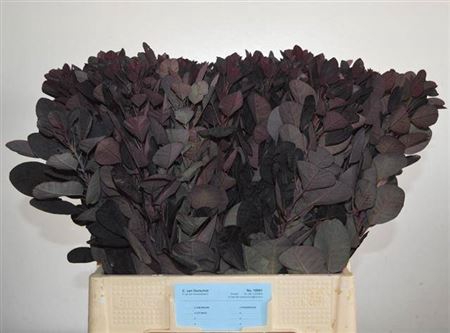 <h4>Coti C Royal Purple</h4>