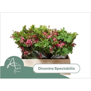 Dicentra Spectabilis