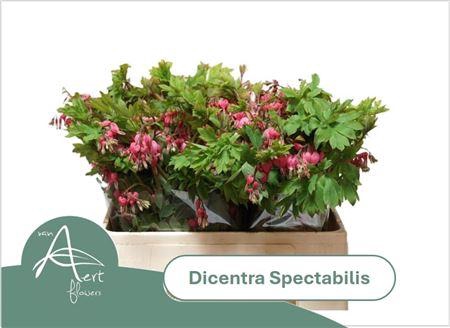 <h4>Dicentra Spectabilis</h4>