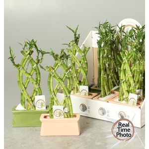 DRA LUCKY BAMBOO