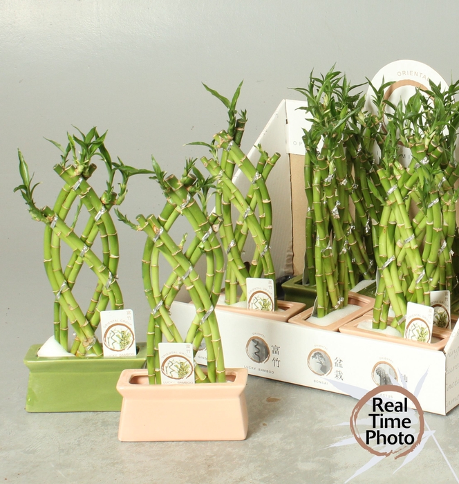 <h4>DRA LUCKY BAMBOO</h4>