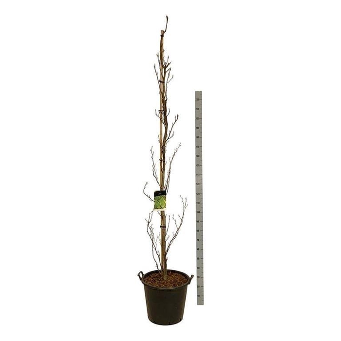 <h4>Fagus syl. 'Dawyck'</h4>