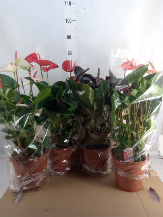 <h4>Anthurium   ...mix</h4>