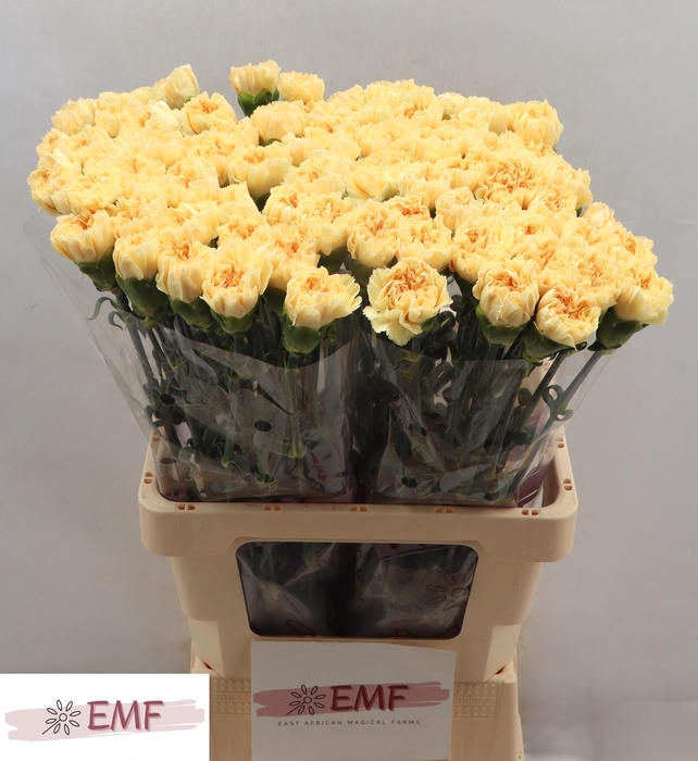 <h4>DI ST NATALIA</h4>