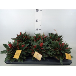 Peperomia caperata 'Rosso'