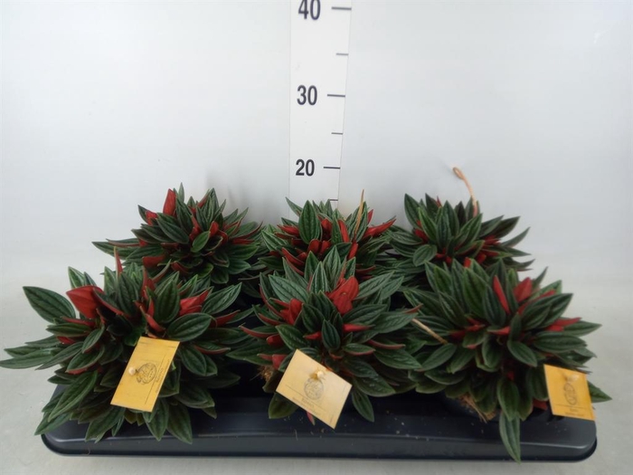 <h4>Peperomia caperata 'Rosso'</h4>