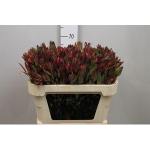 Leucadendron Safari Sunset 060cm