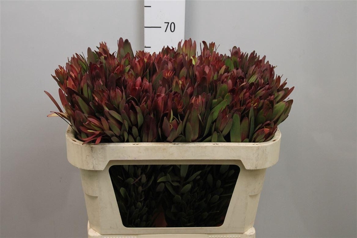 <h4>Leucadendron Safari Sunset 060cm</h4>