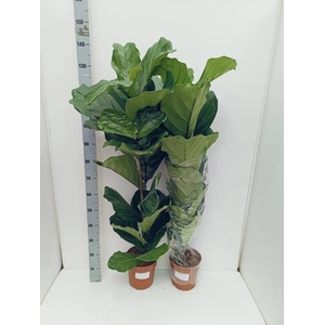 FICUS LYRATA