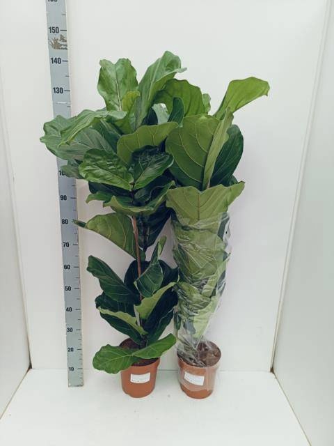 <h4>FICUS LYRATA</h4>