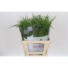 Panicum Fountain