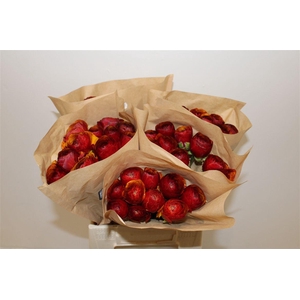 Ran Cloni Ex Brownie