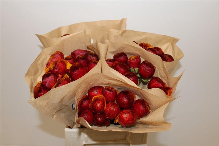 <h4>Ran Cloni Ex Brownie</h4>