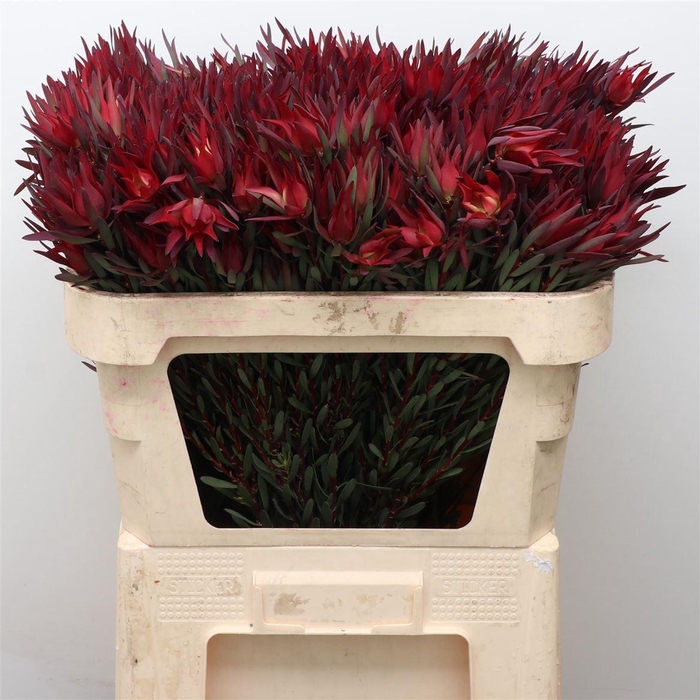 <h4>Leucad Blush Spray</h4>