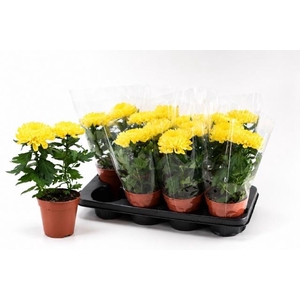 CHRYS SUPNOVA YELLOW