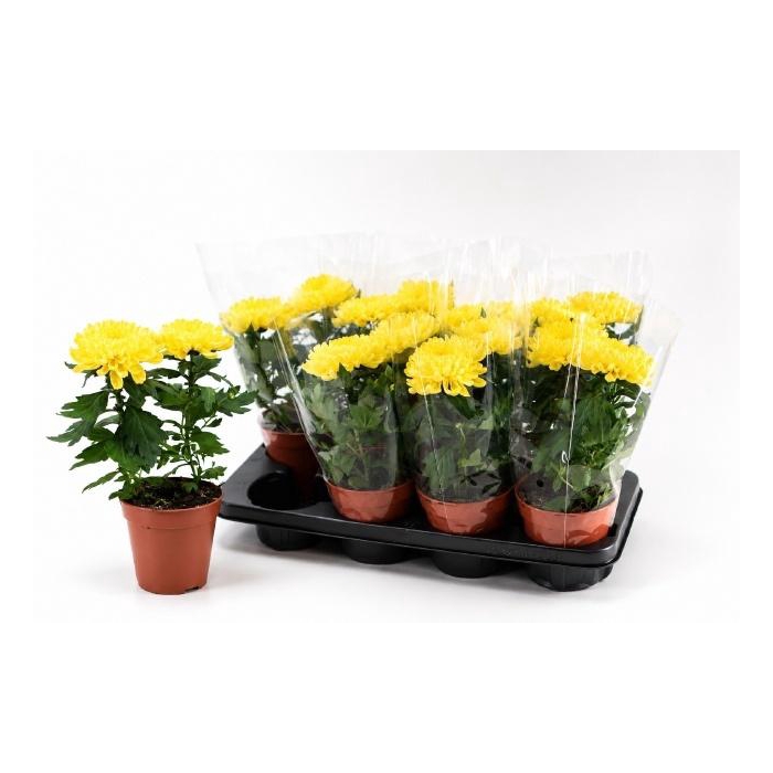 <h4>CHRYS SUPNOVA YELLOW</h4>