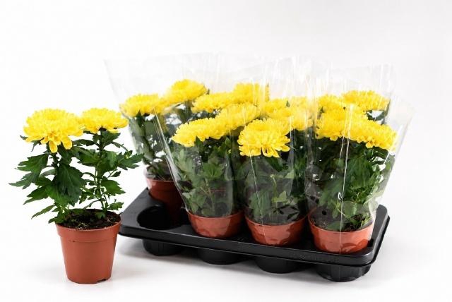 <h4>CHRYS SUPNOVA YELLOW</h4>