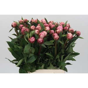 Paeonia Sarah Bernhardt