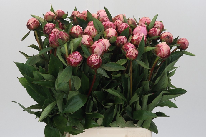 <h4>Paeonia Sarah Bernhardt</h4>