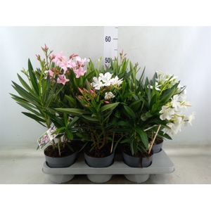Nerium oleander   ...