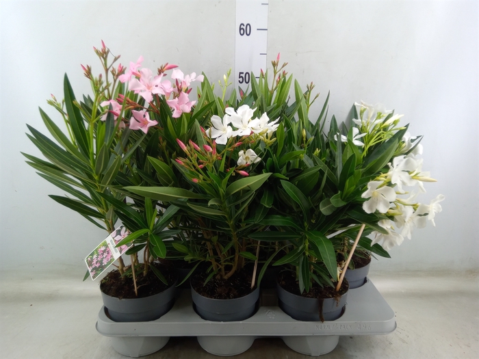 <h4>Nerium oleander   ...</h4>