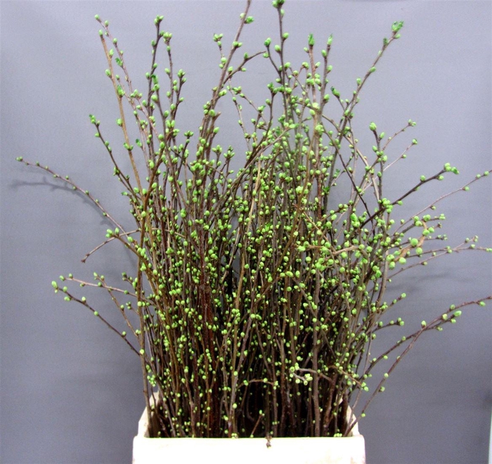 <h4>Kersenbloesem P Bos</h4>