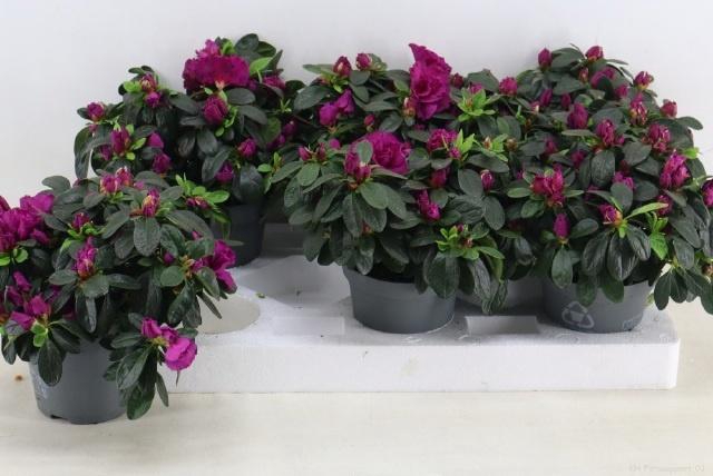 <h4>RHODO SI FLAMENCO</h4>