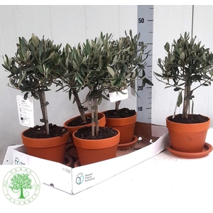 OLEA EUROPAEA