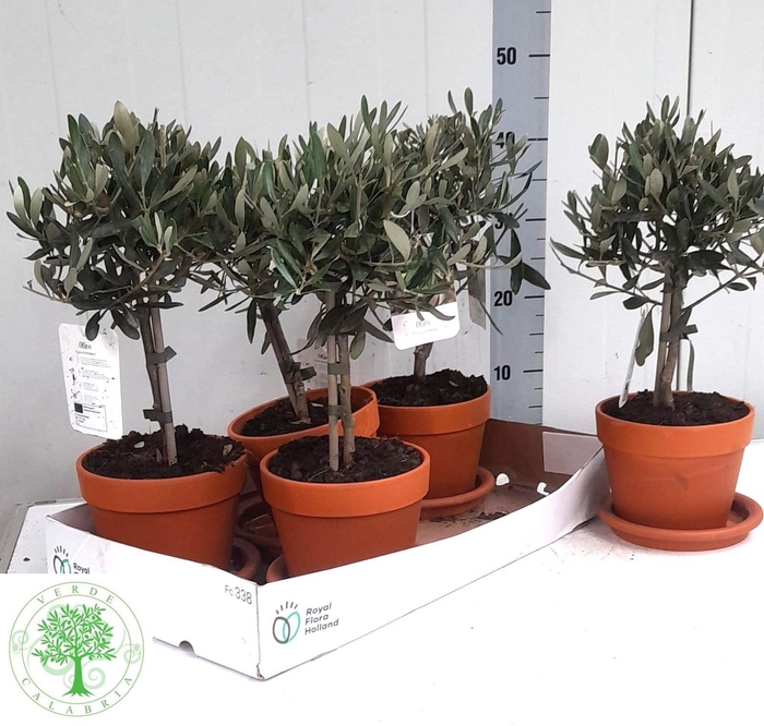 <h4>OLEA EUROPAEA</h4>