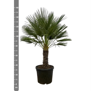 Chamaerops Humilis 50Ø 160cm