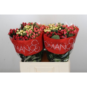 Hypericum Rainbow Romance