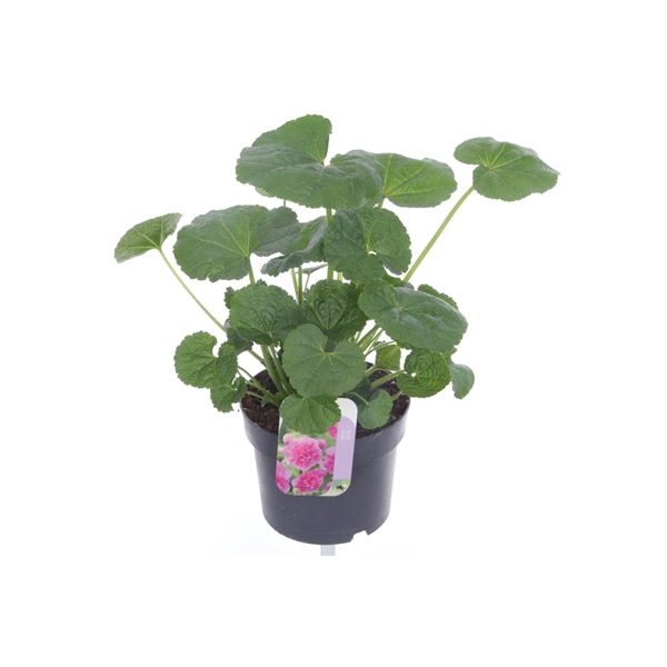 <h4>Alcea rosea Chart. Double Rose</h4>