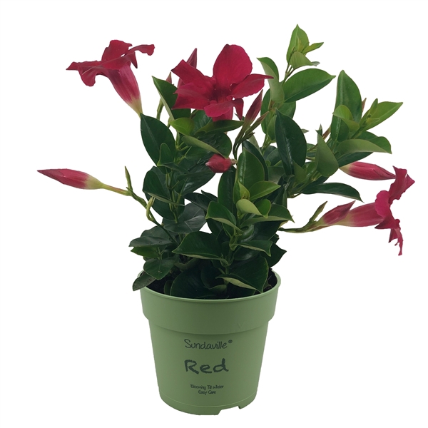 <h4>Mandevilla Sundaville Classic Red Bush (Dipladenia)</h4>