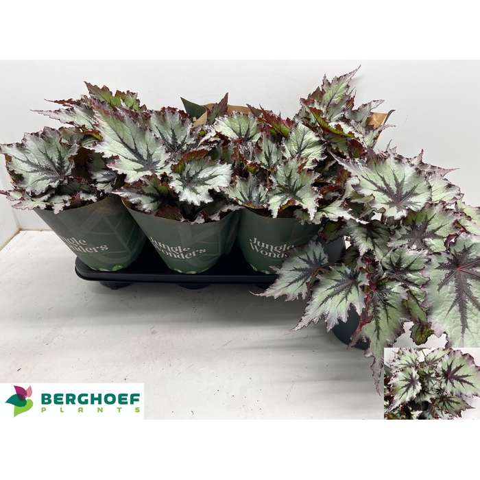 <h4>BEG BEL NORD GLACIER</h4>