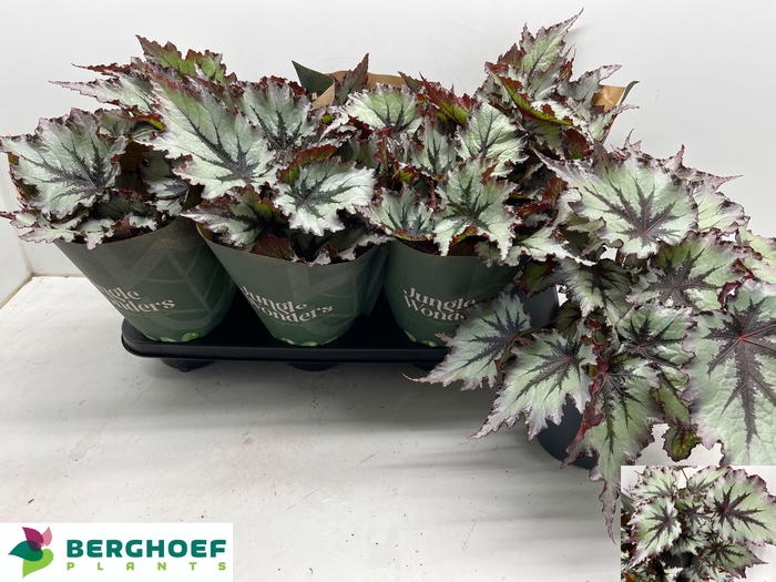 BEG BEL NORD GLACIER