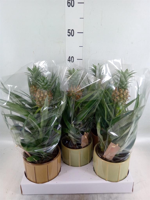 <h4>Ananas 'Mi Amigo'</h4>