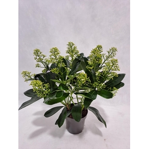 Skimmia Finchy P10 9+ bloem