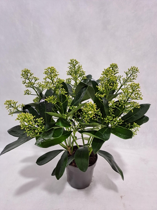 <h4>Skimmia Finchy P10 9+ bloem</h4>