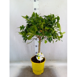 Citrus aurantifolia