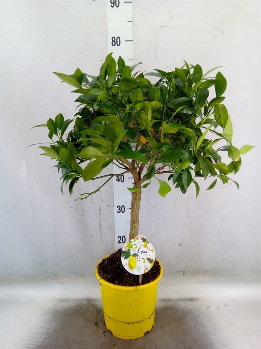 <h4>Citrus aurantifolia</h4>