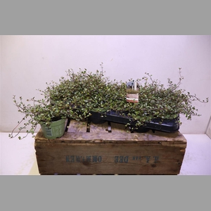 Muehlenbeck Com Maor