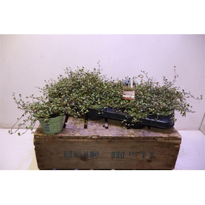 arr8 Muehlenbeck Com Maor