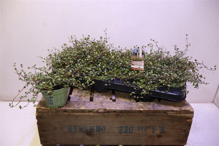 <h4>Muehlenbeck Com Maor</h4>