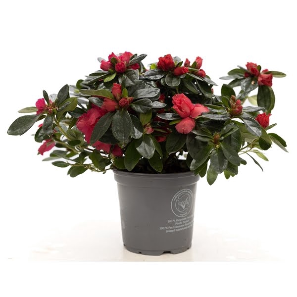 <h4>1st class Azalea red P&PURE Collection</h4>